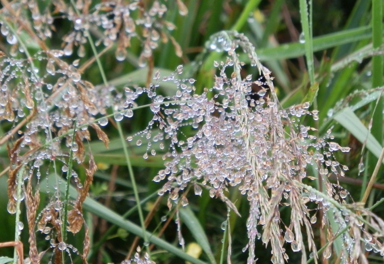 Falcaria vulgaris Bernh