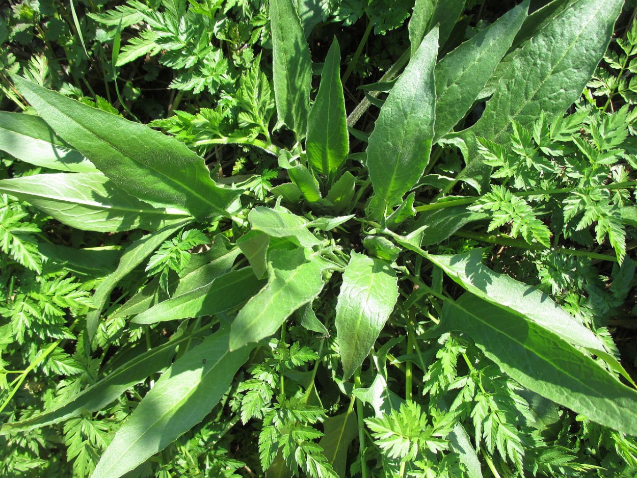 Falcaria vulgaris Bernh