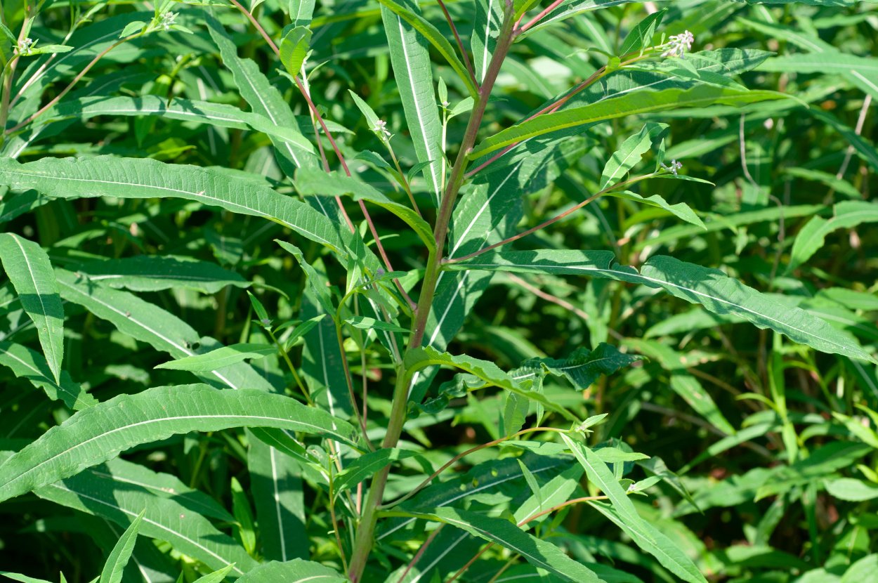 Шушан сибех