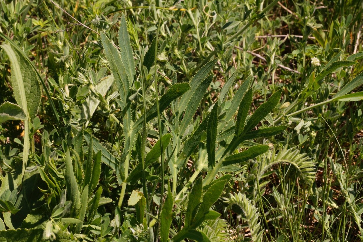 Falcaria vulgaris