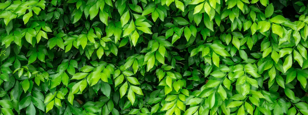 Листовой куст