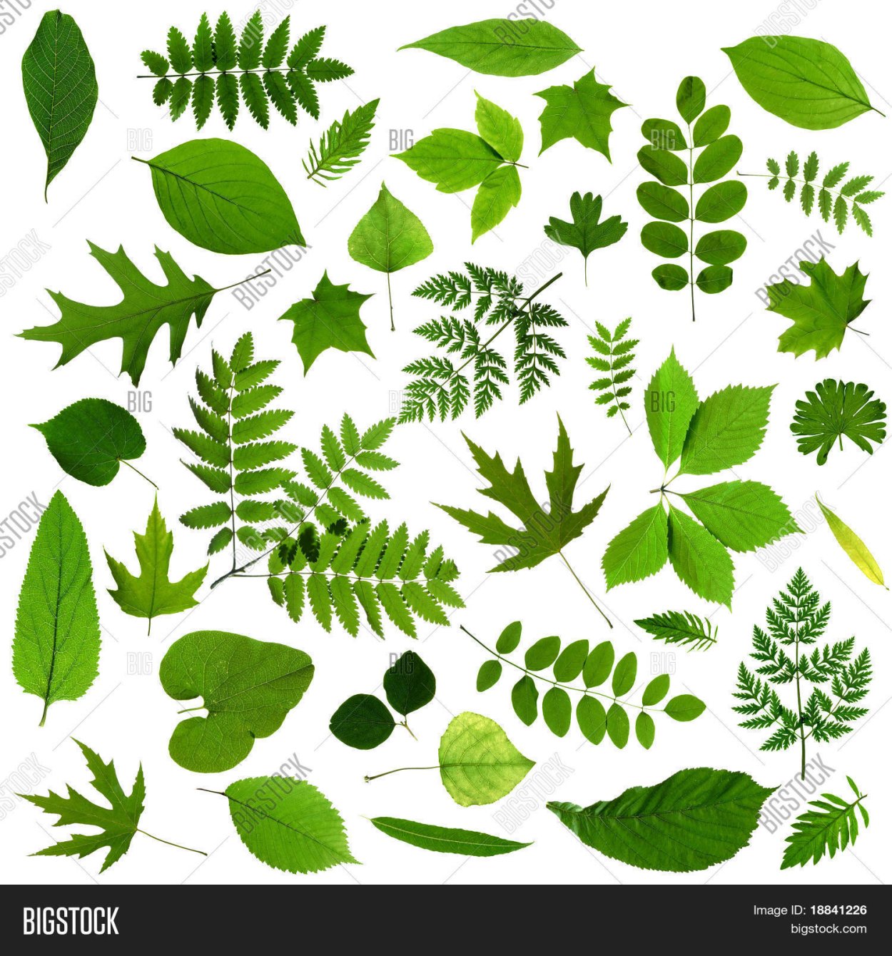 Зеленые листья разных деревьев