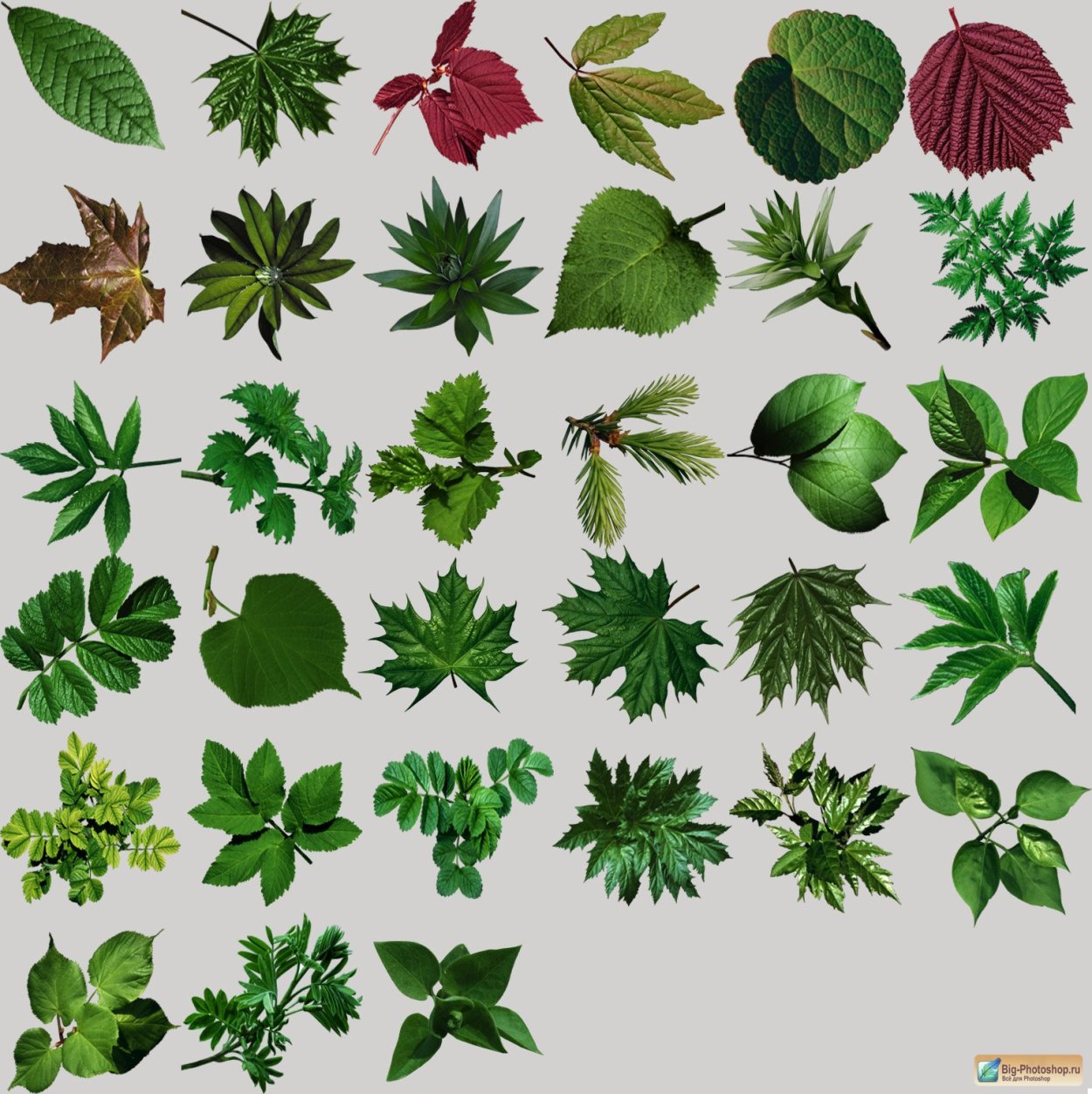 Листья кустарников