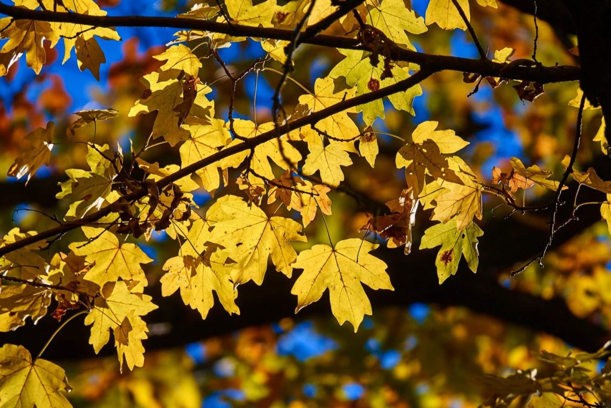 Клен остролистный (Acer platanoides)