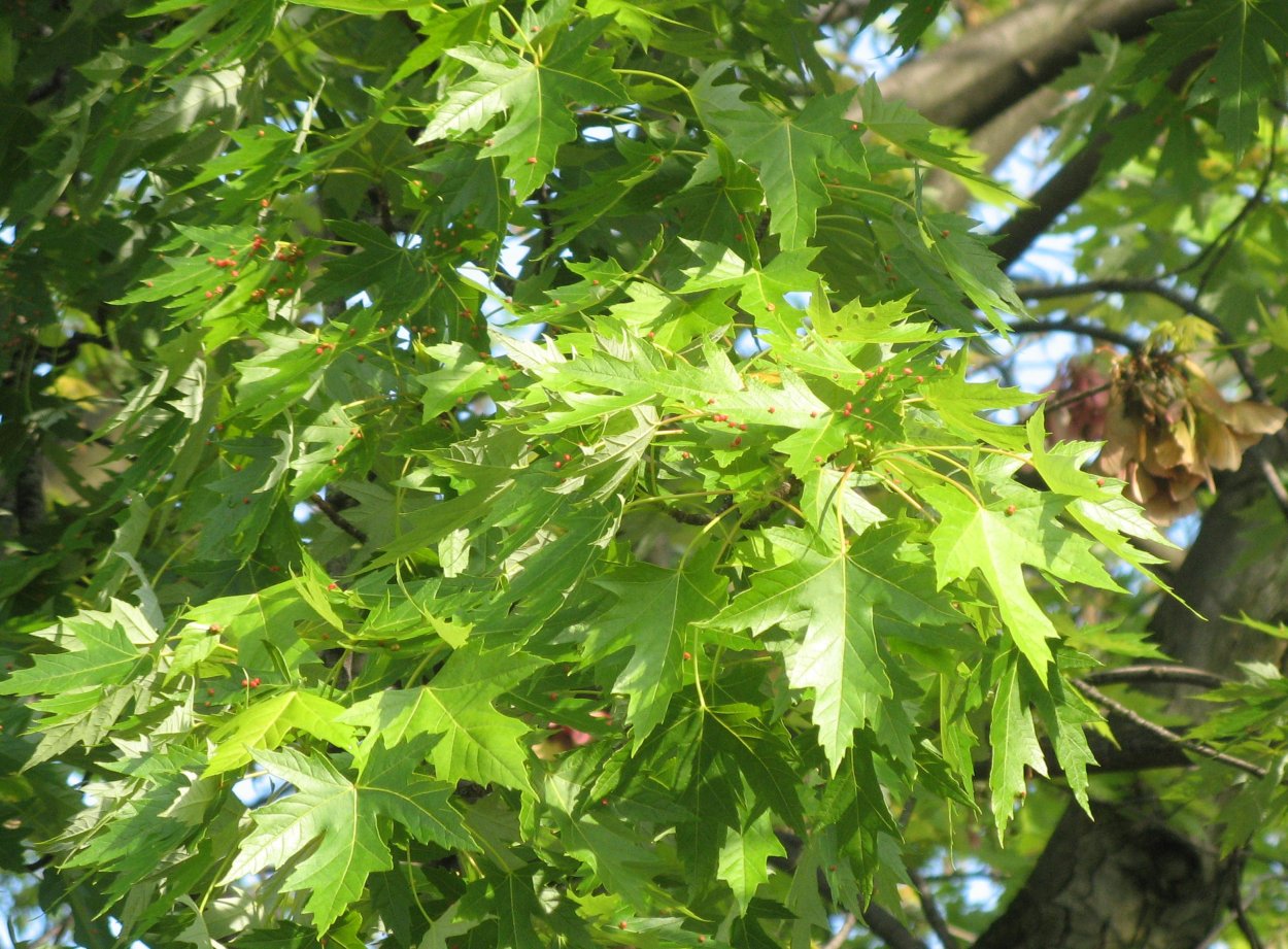 Карточки деревья для детей