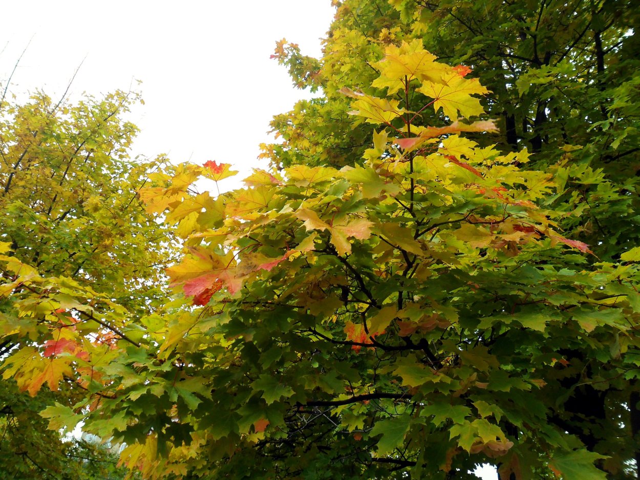 Лиственные деревья клен