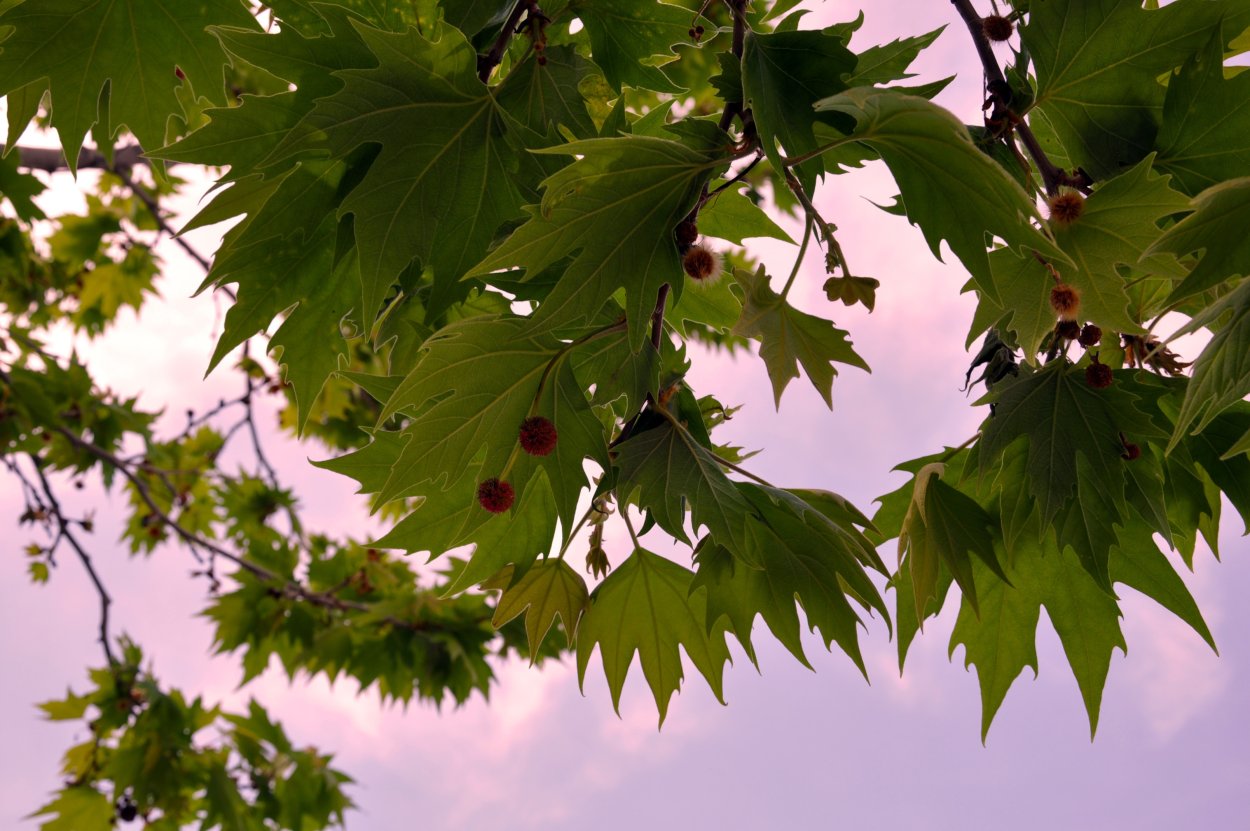 Парк с кленами в Москве