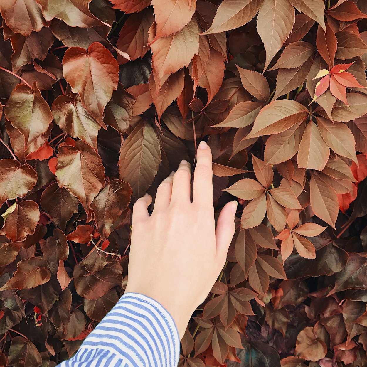 Есенин с. а. "черемуха"