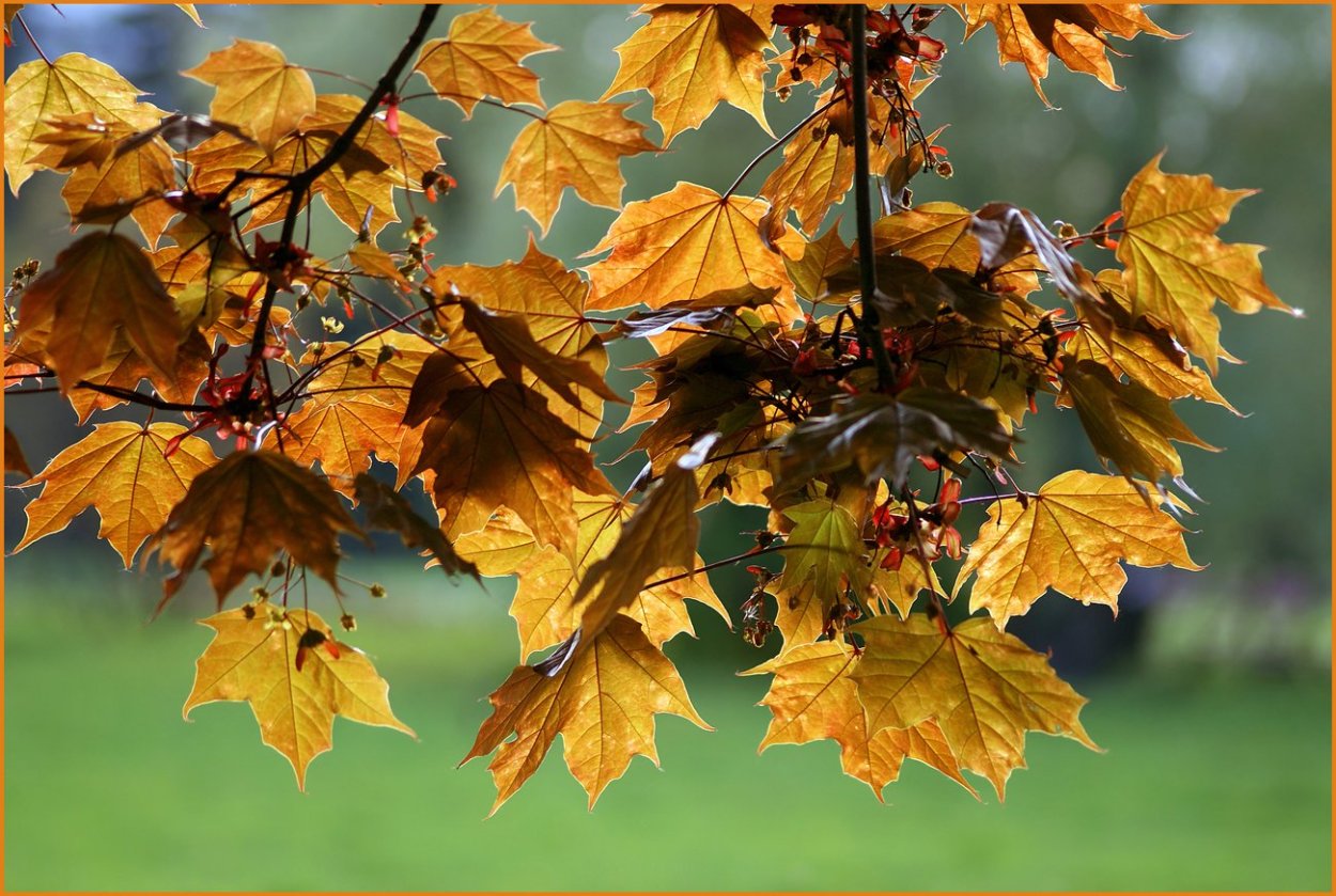 Клен канадский сахарный