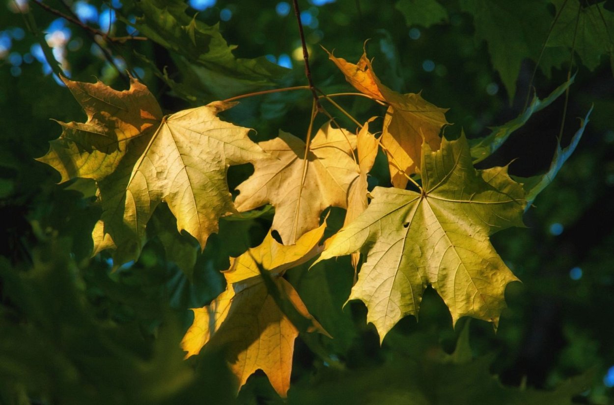 Клен Колосистый