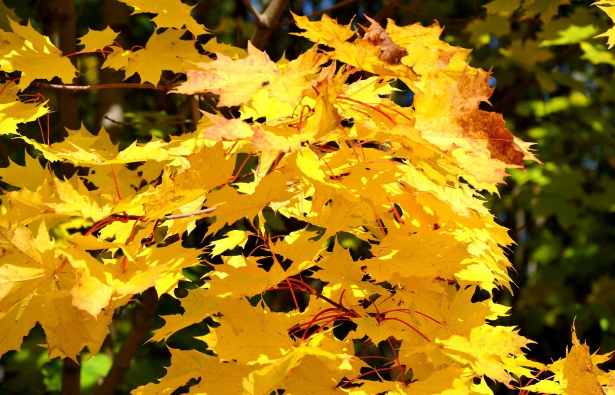 Каменные клены