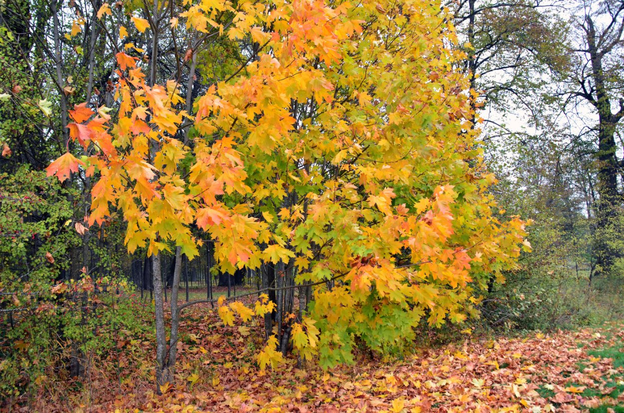 Клен ясенелистный (Acer negundo l.)