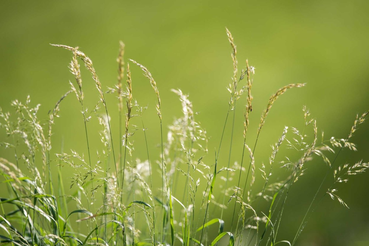 Мятлик Луговой (POA pratensis)