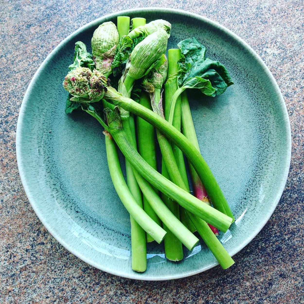 Кымыздык ревень