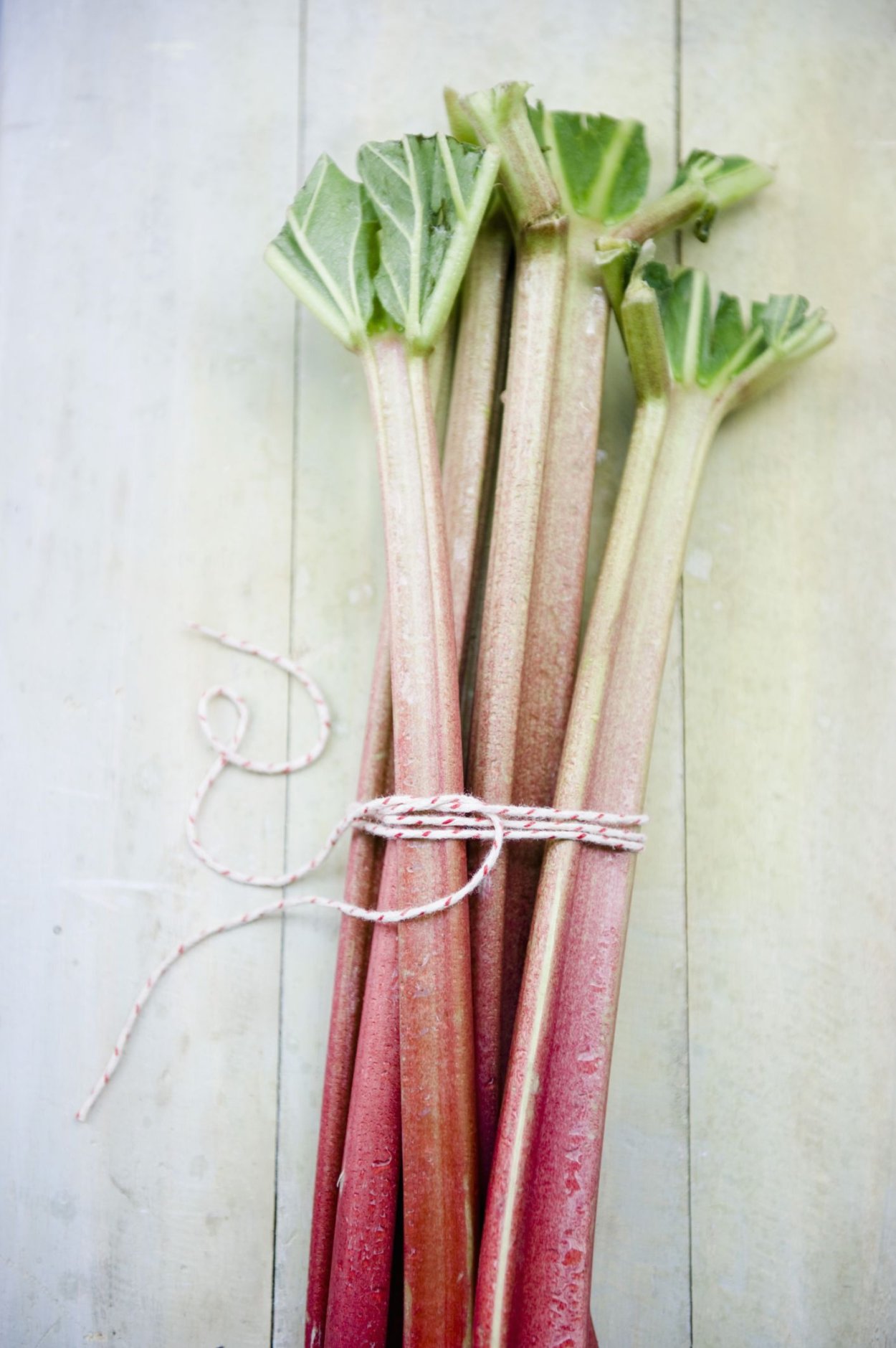 Ревень черешковый