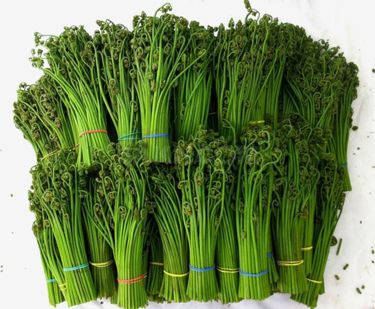 Съедобный папоротник орляк