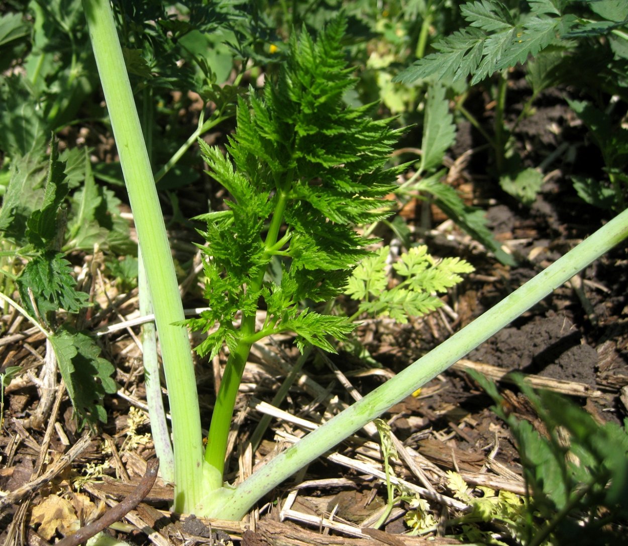 Болиголов стебель