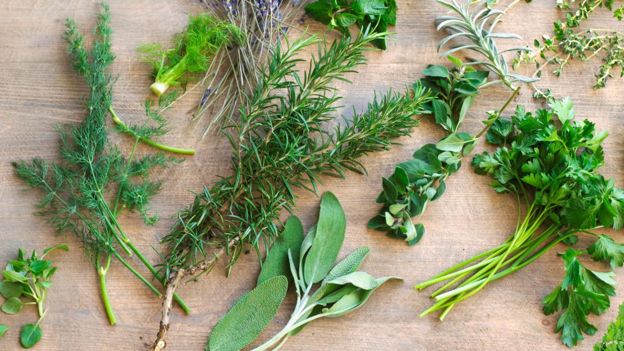 Зелень кинза розмарин