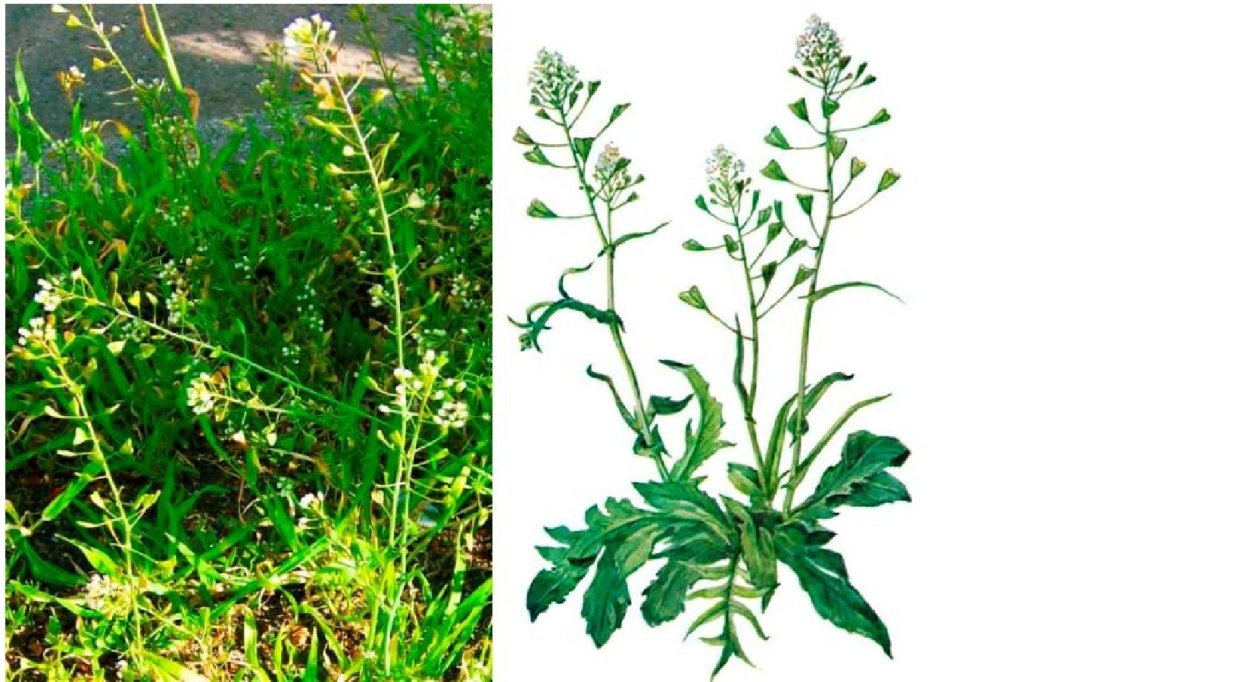 Пастушья сумка растение