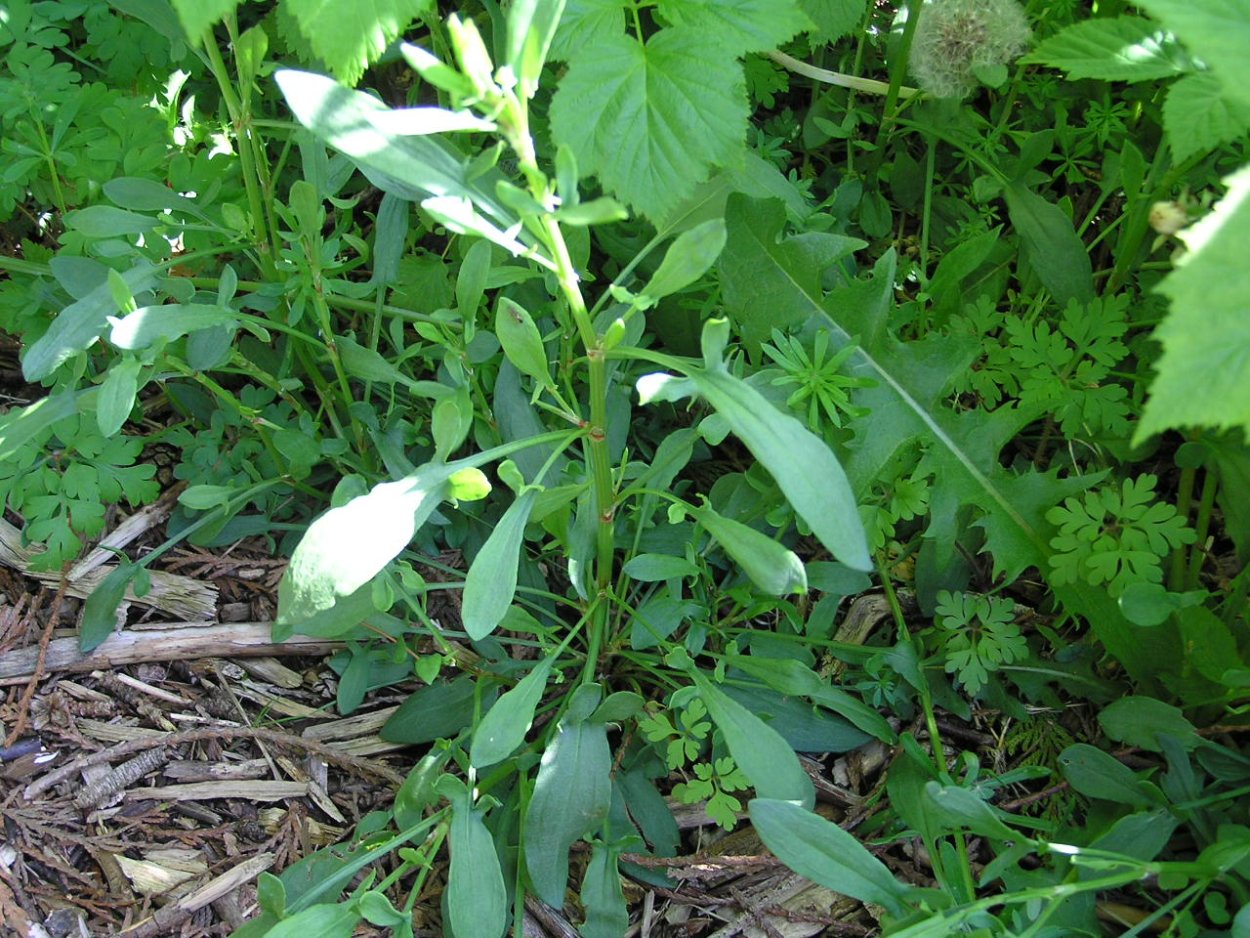 Съедобные травы Кубани