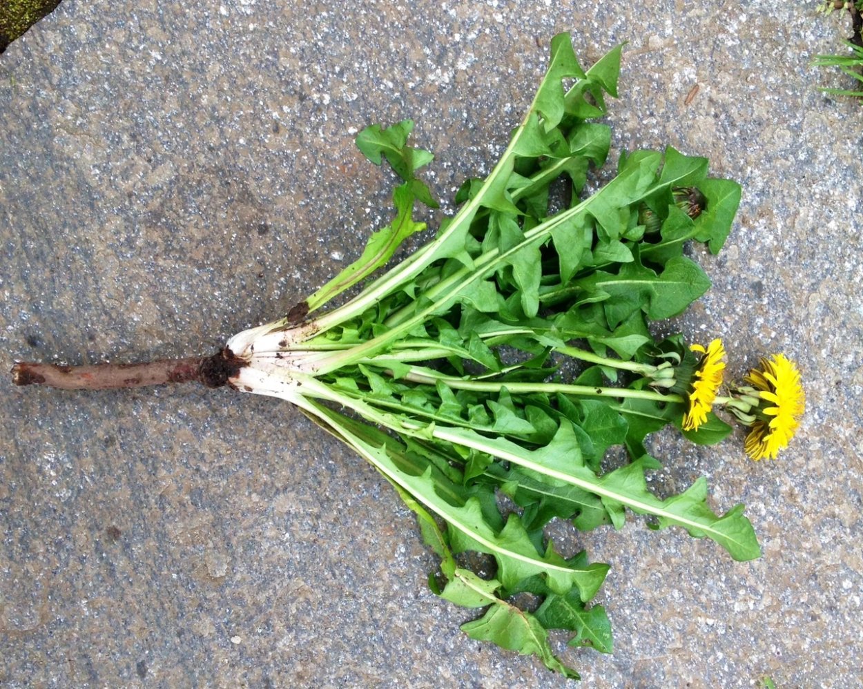 Dandelion root - корень одуванчика