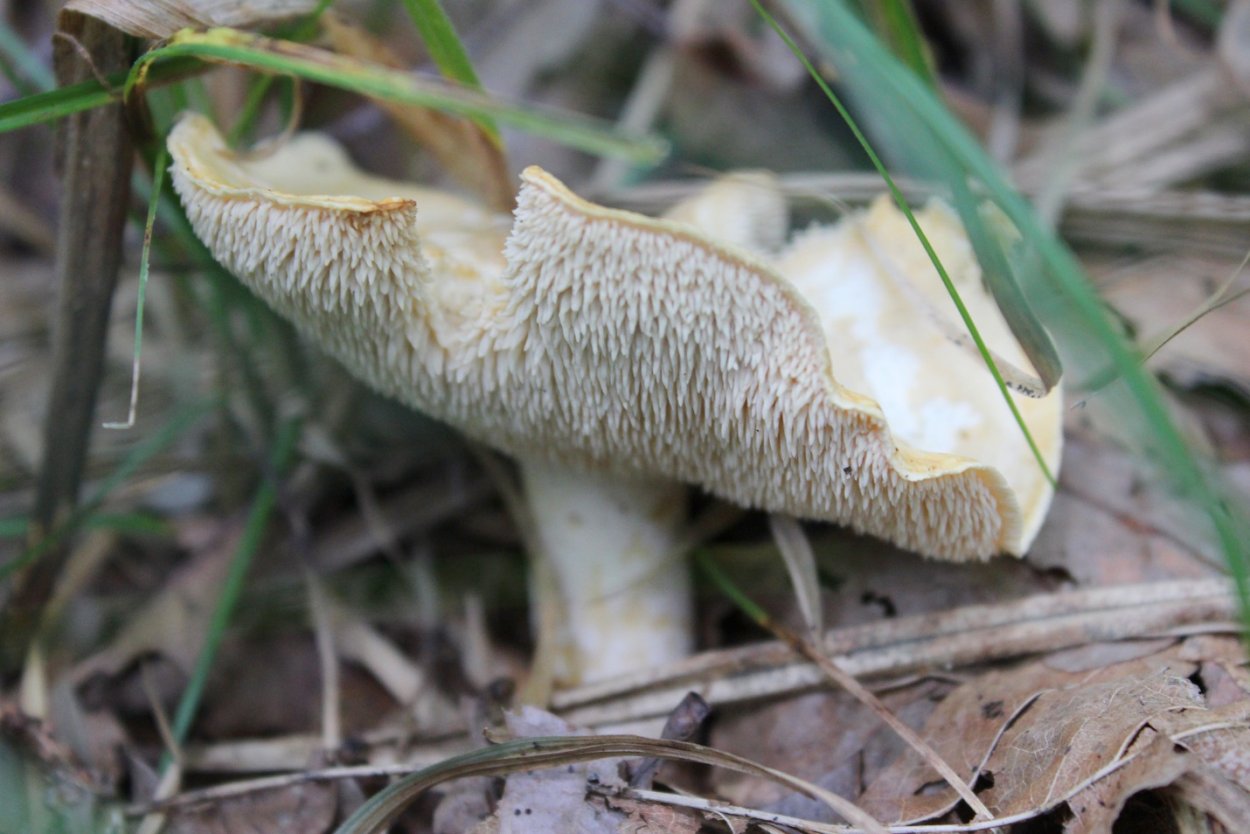 Ежовик белый съедобный