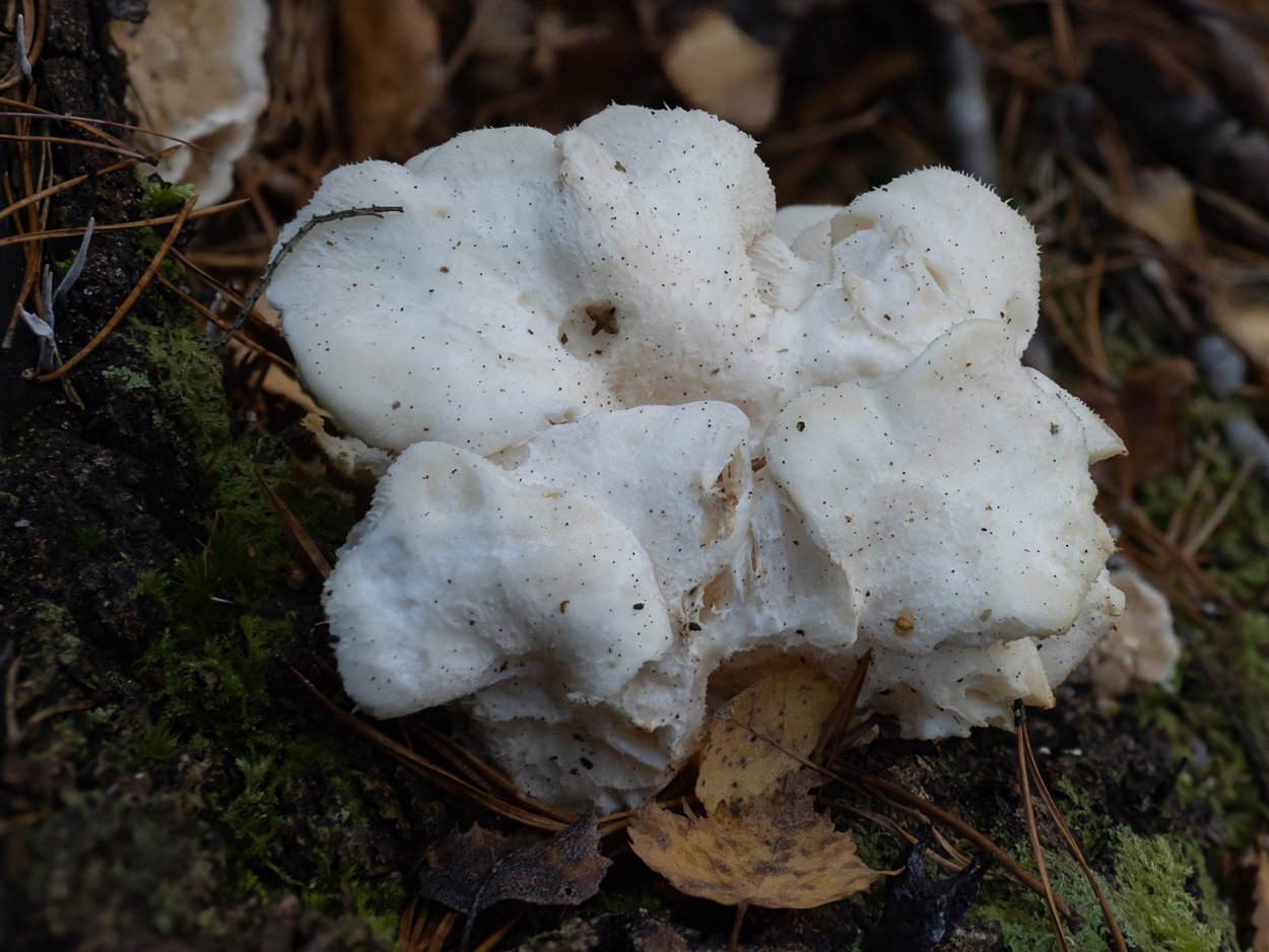 Гриб ежовик усиковый