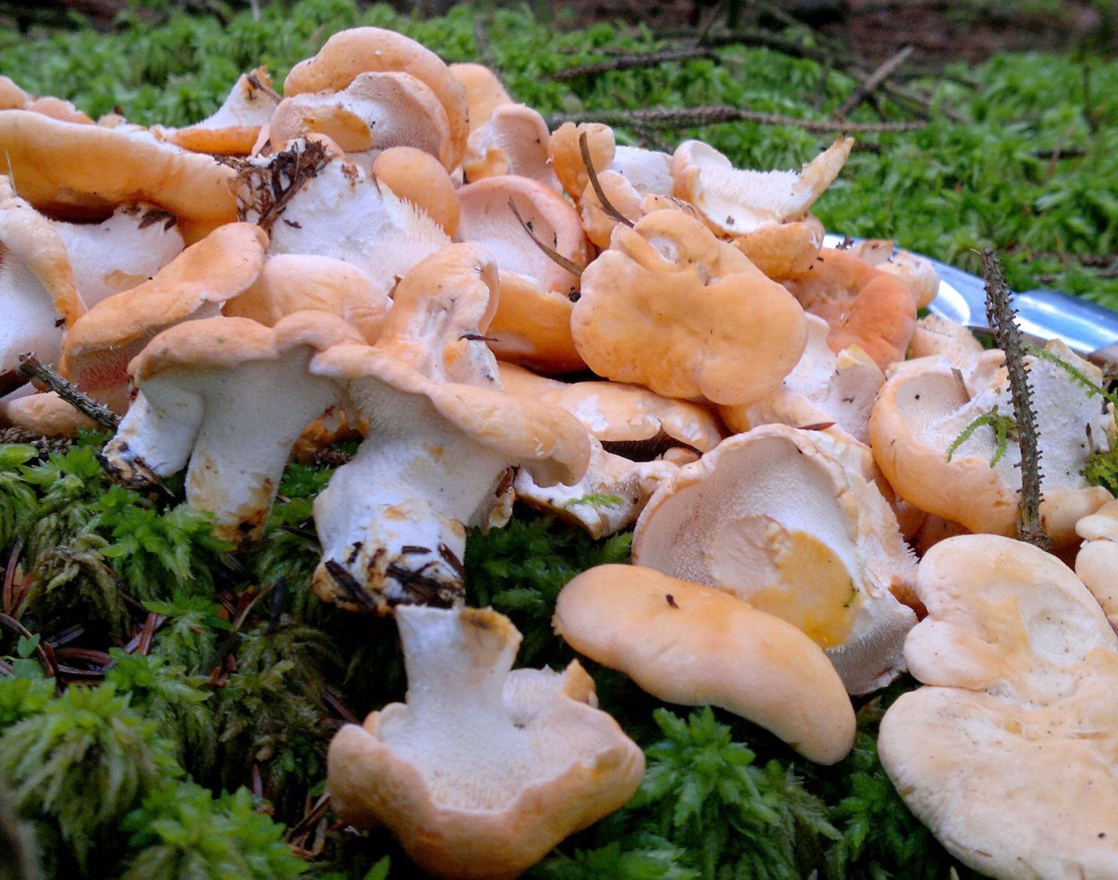 Ежовик желтый съедобный гриб