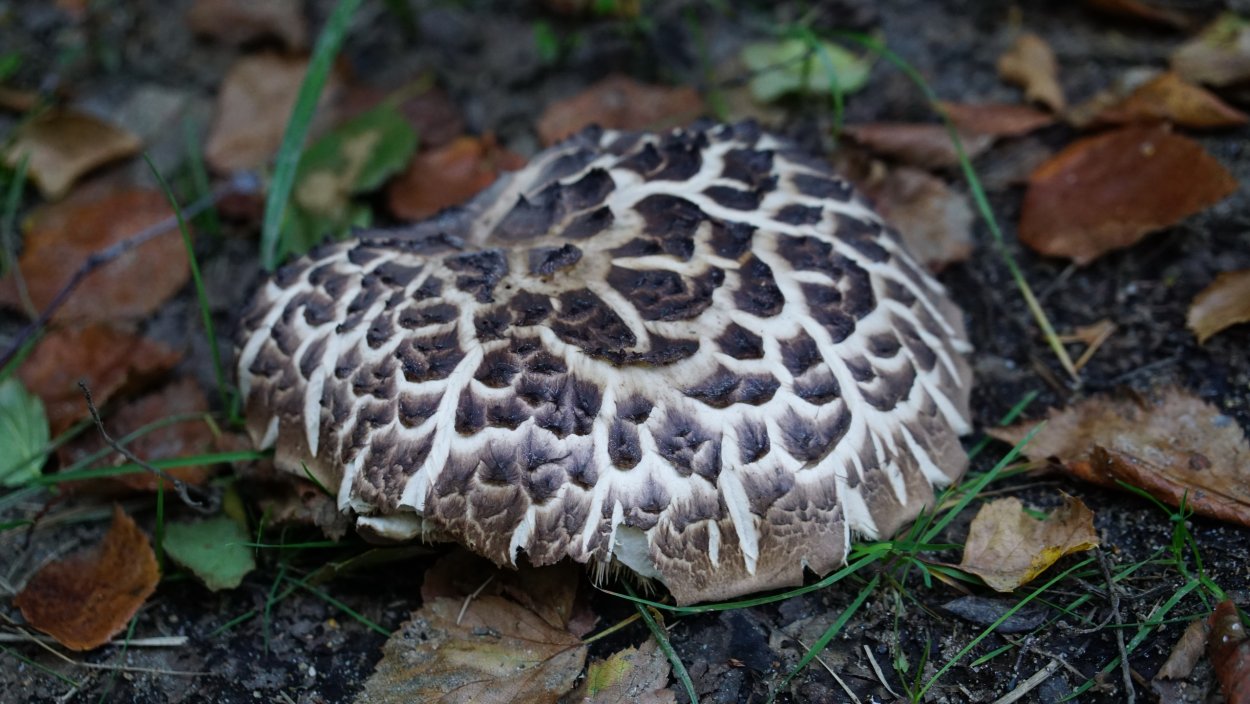 Гриб решеточник красный