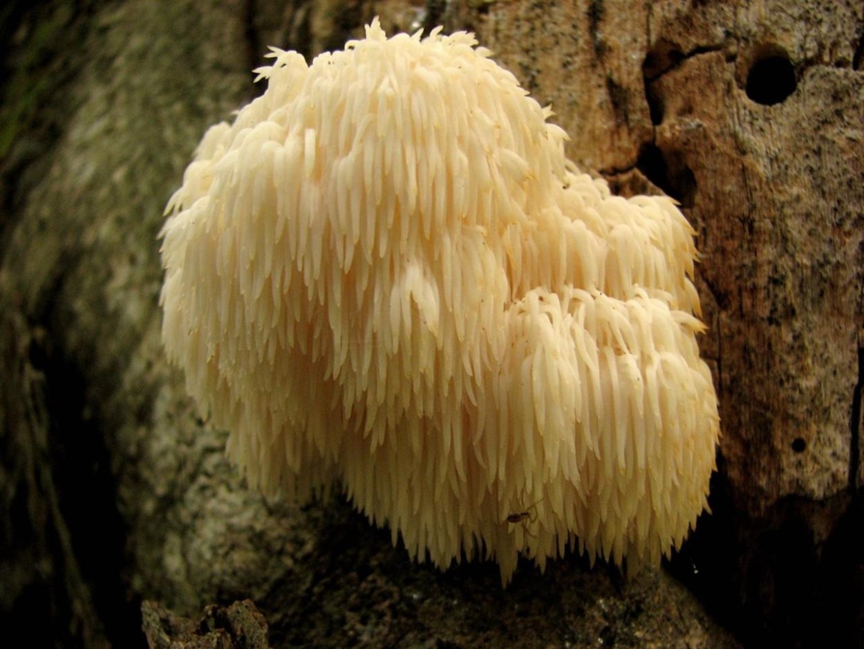 Ежовик коралловидный и гребенчатый