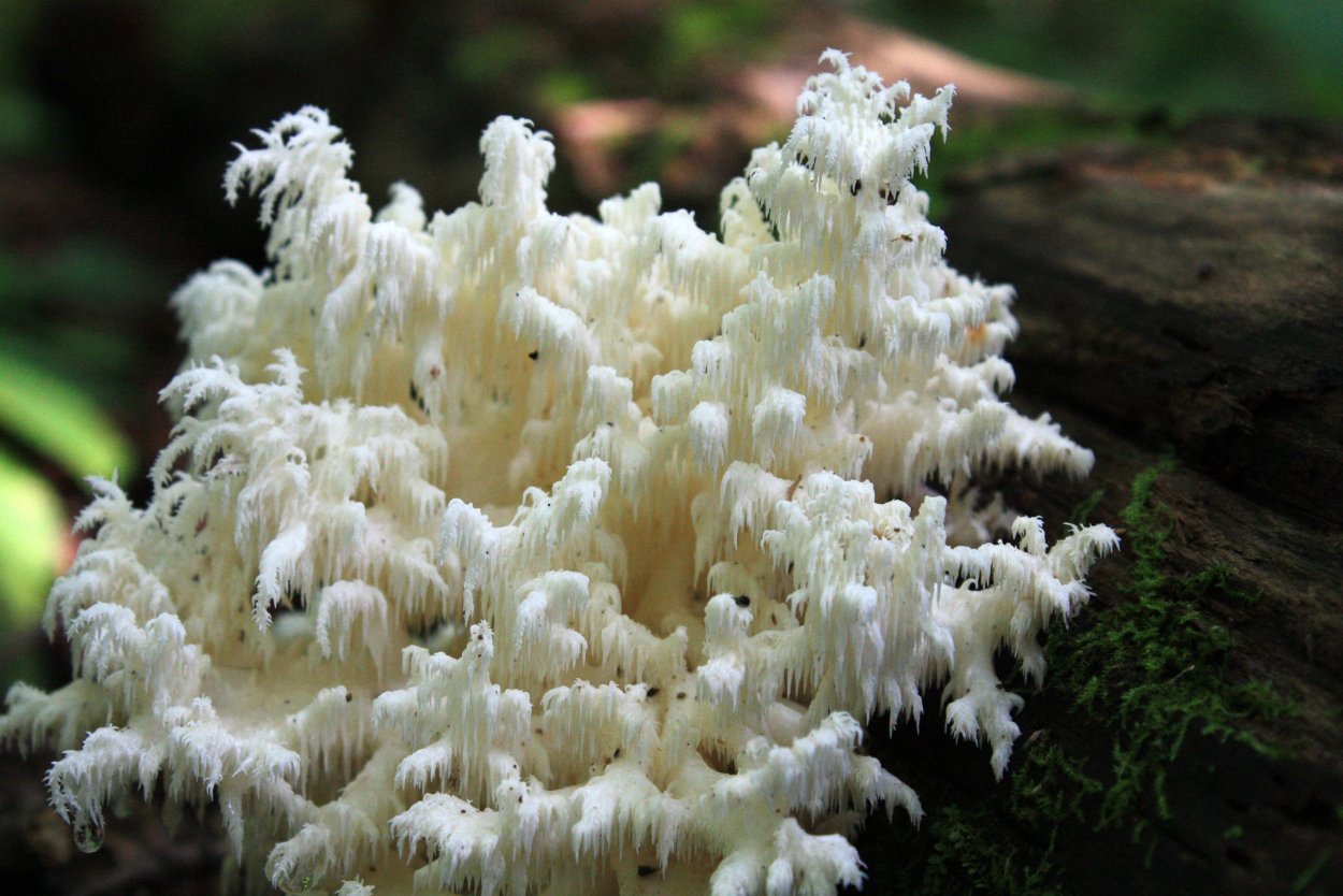 Гриб ежевик коралловидный