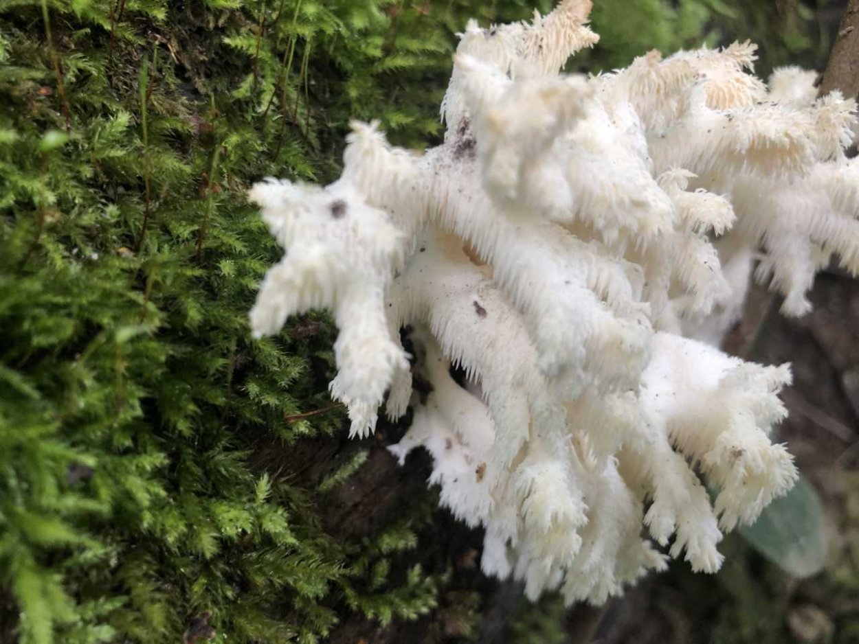 Ежовик гриб