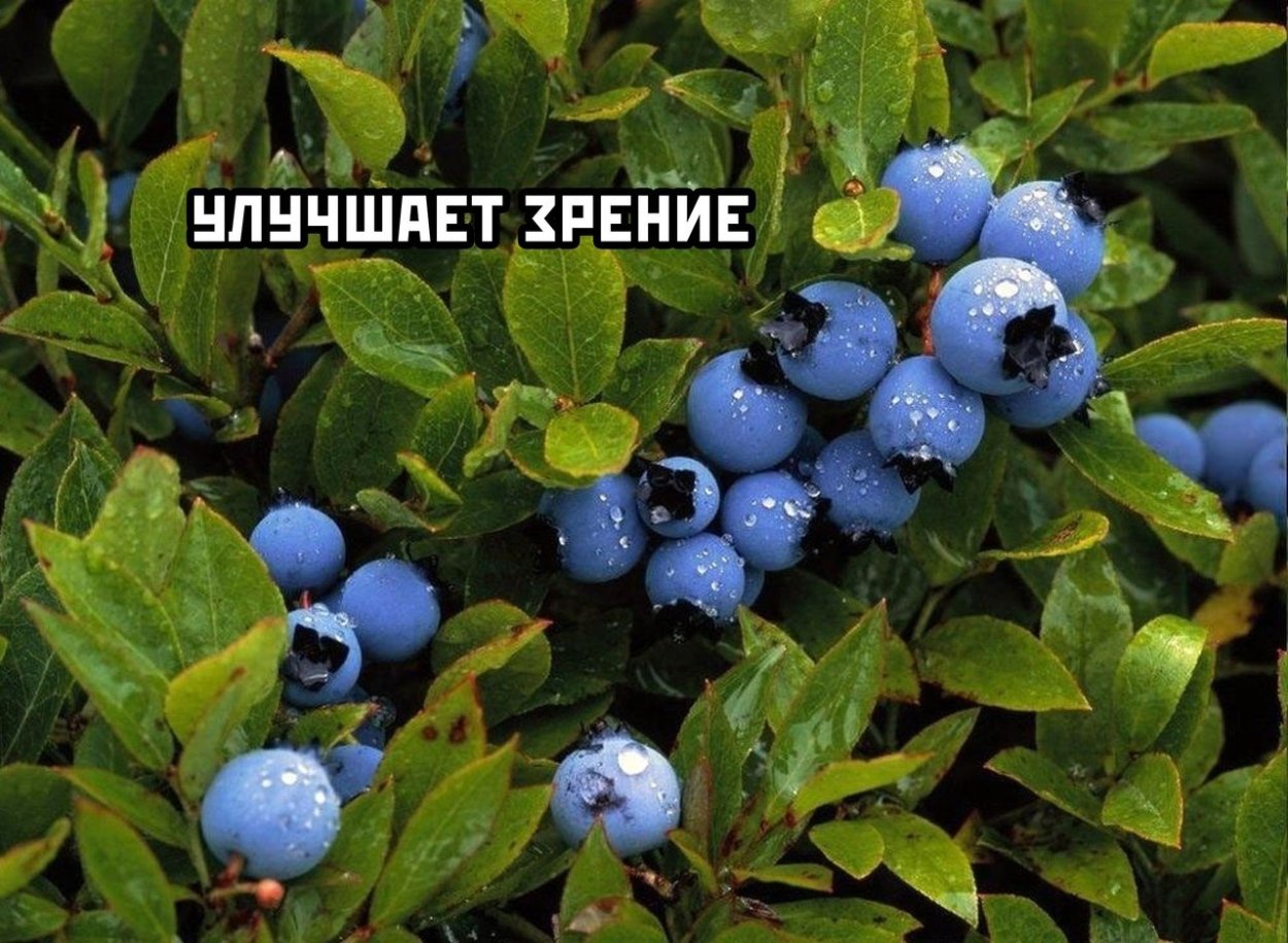 Лесные ягоды черника