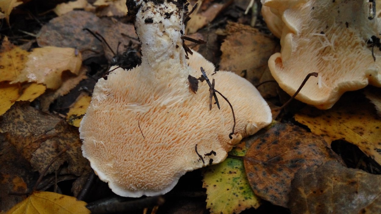 Грибы ежовик жёлтый