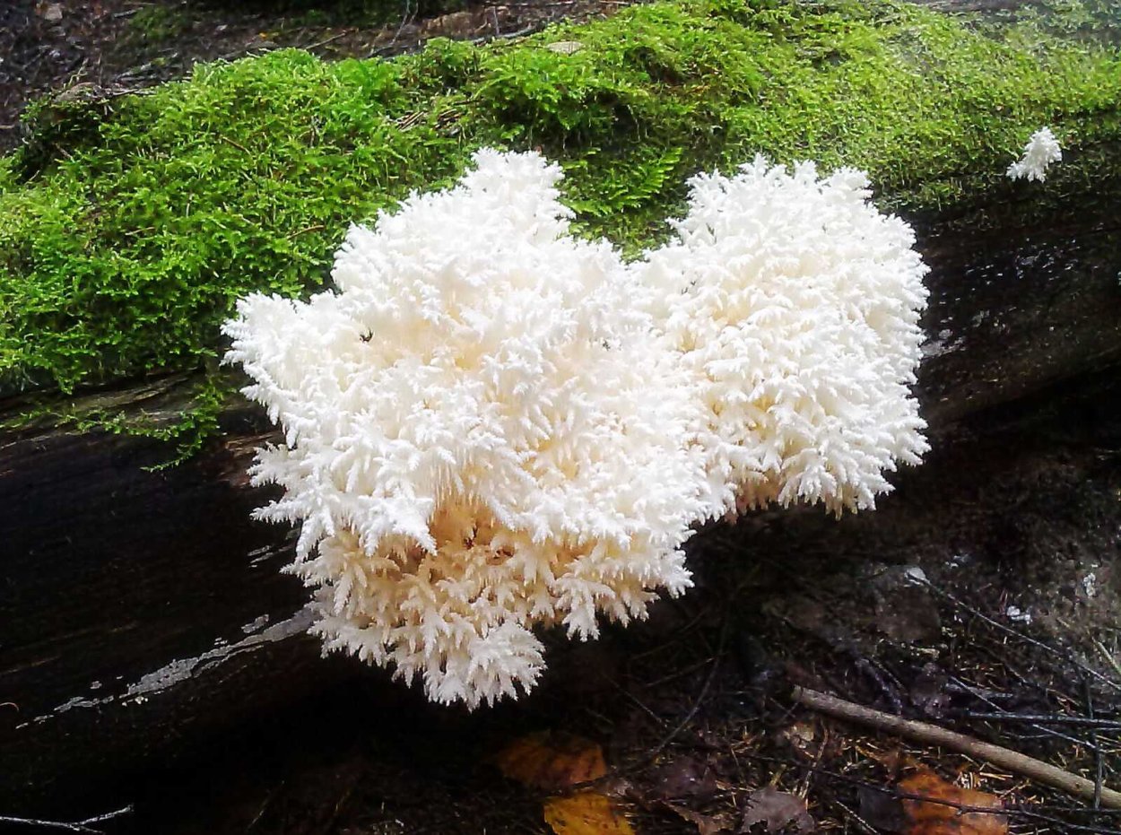 Ежовик коралловидный