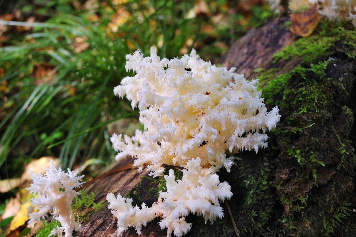 Ежовик коралловидный в красной книги Мордовии