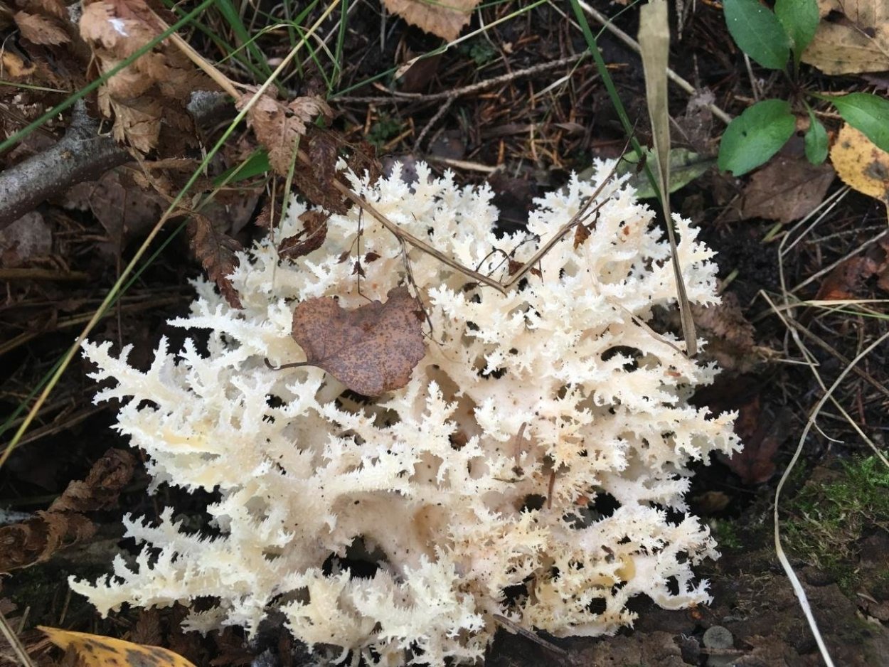 Ежовик гриб обыкновенный