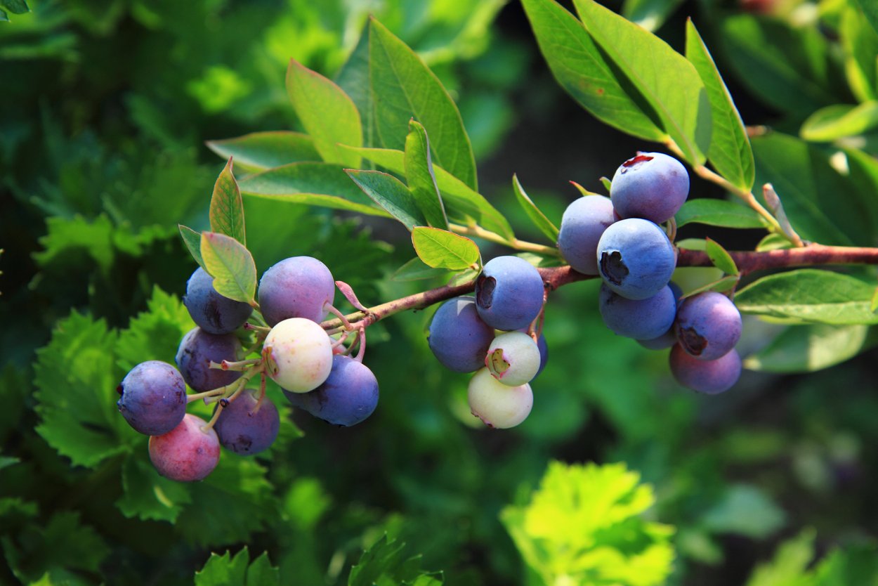 Черника (Vaccinium myrtillus)
