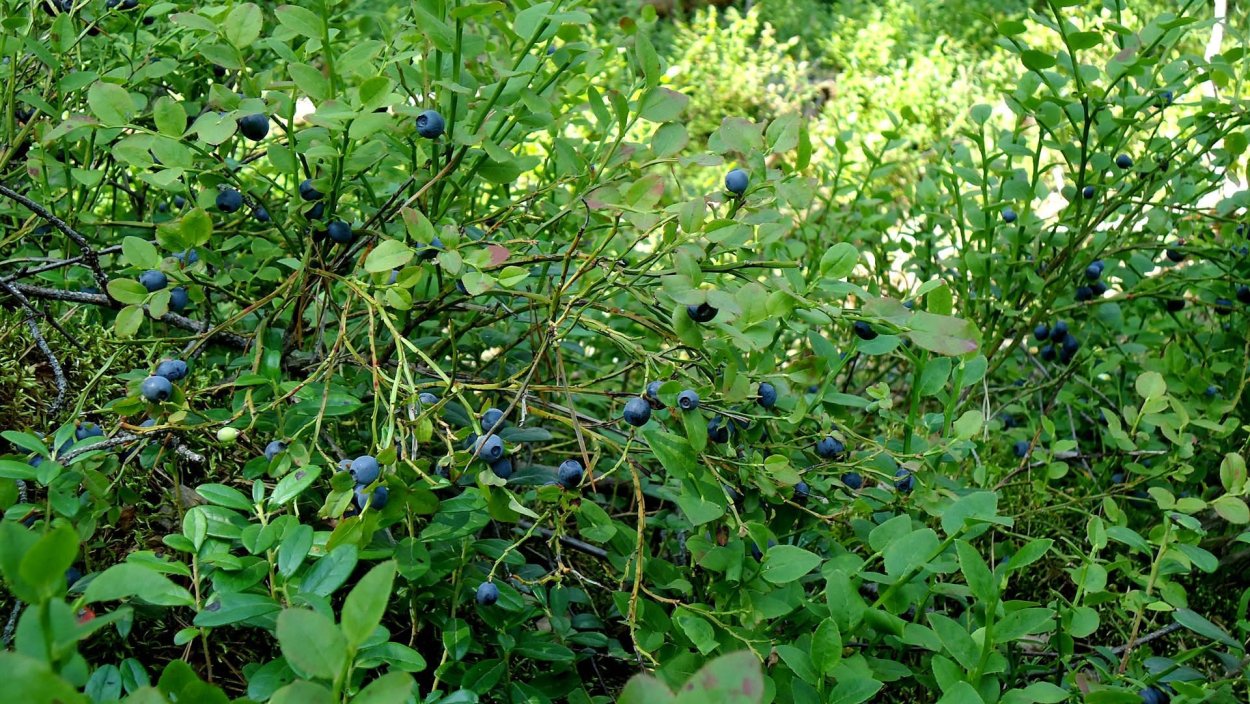 Черника Лесная куст