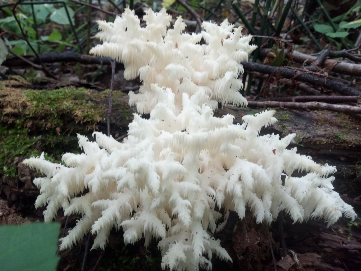 Ежовик коралловидный в Лосином острове