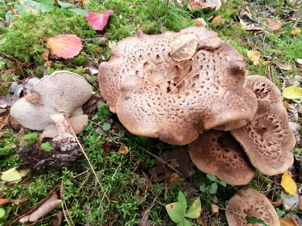 Гриб ежовик черный