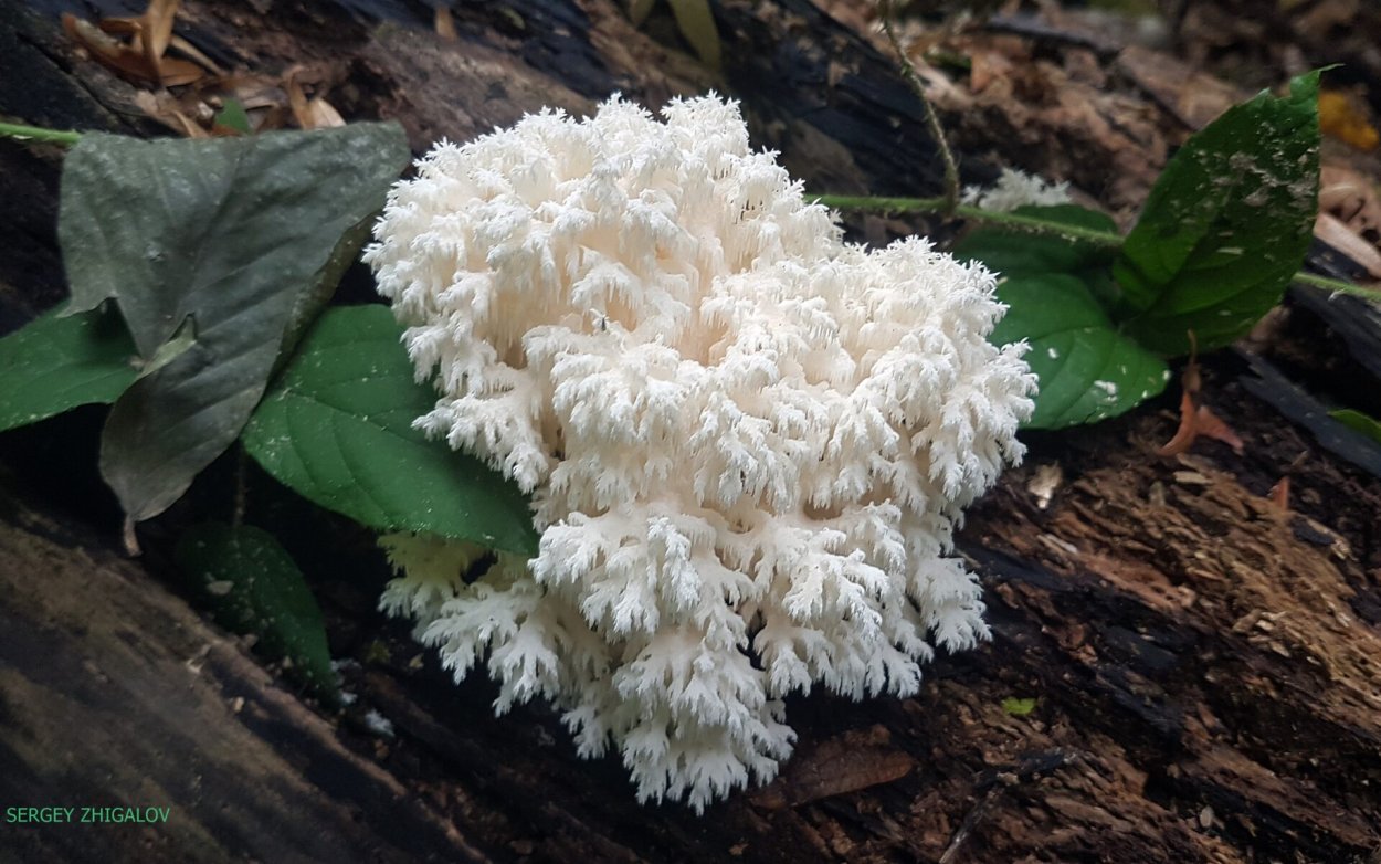 Ежовик Герициум