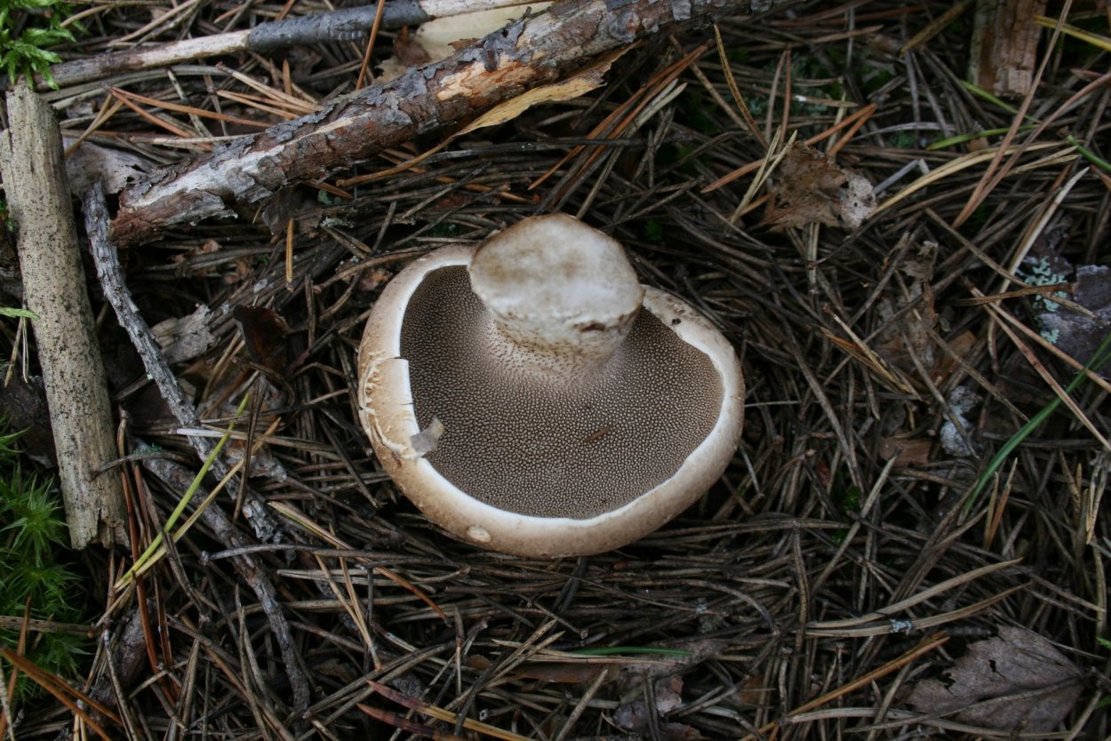 Гриб ежовик чешуйчатый