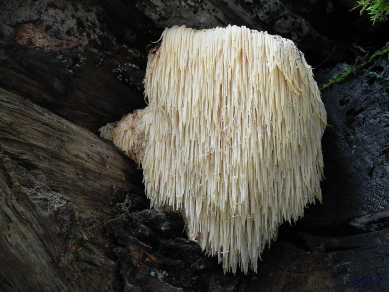 Ежовик гриб Ленобласти