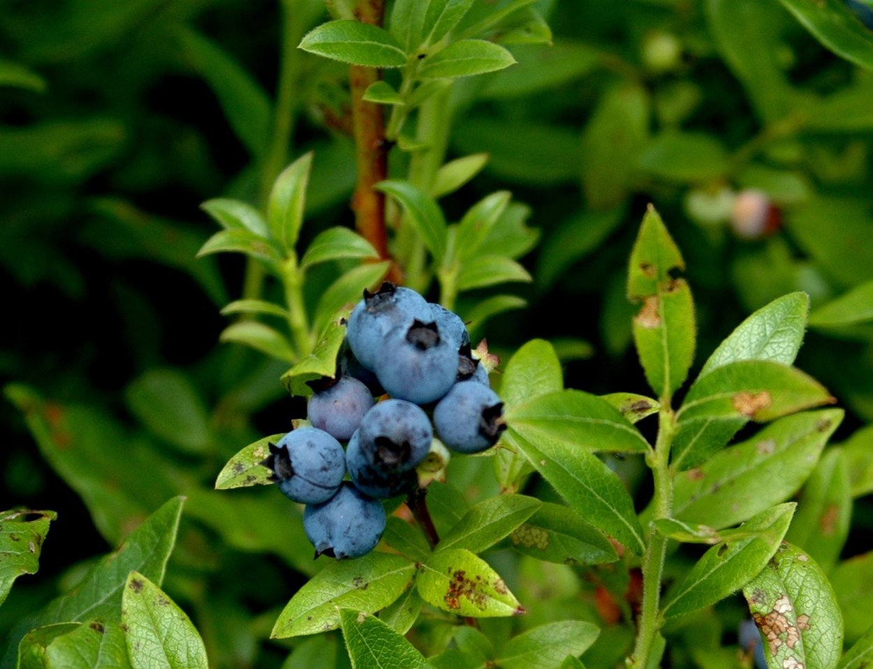 Лесная ягода гонобобель
