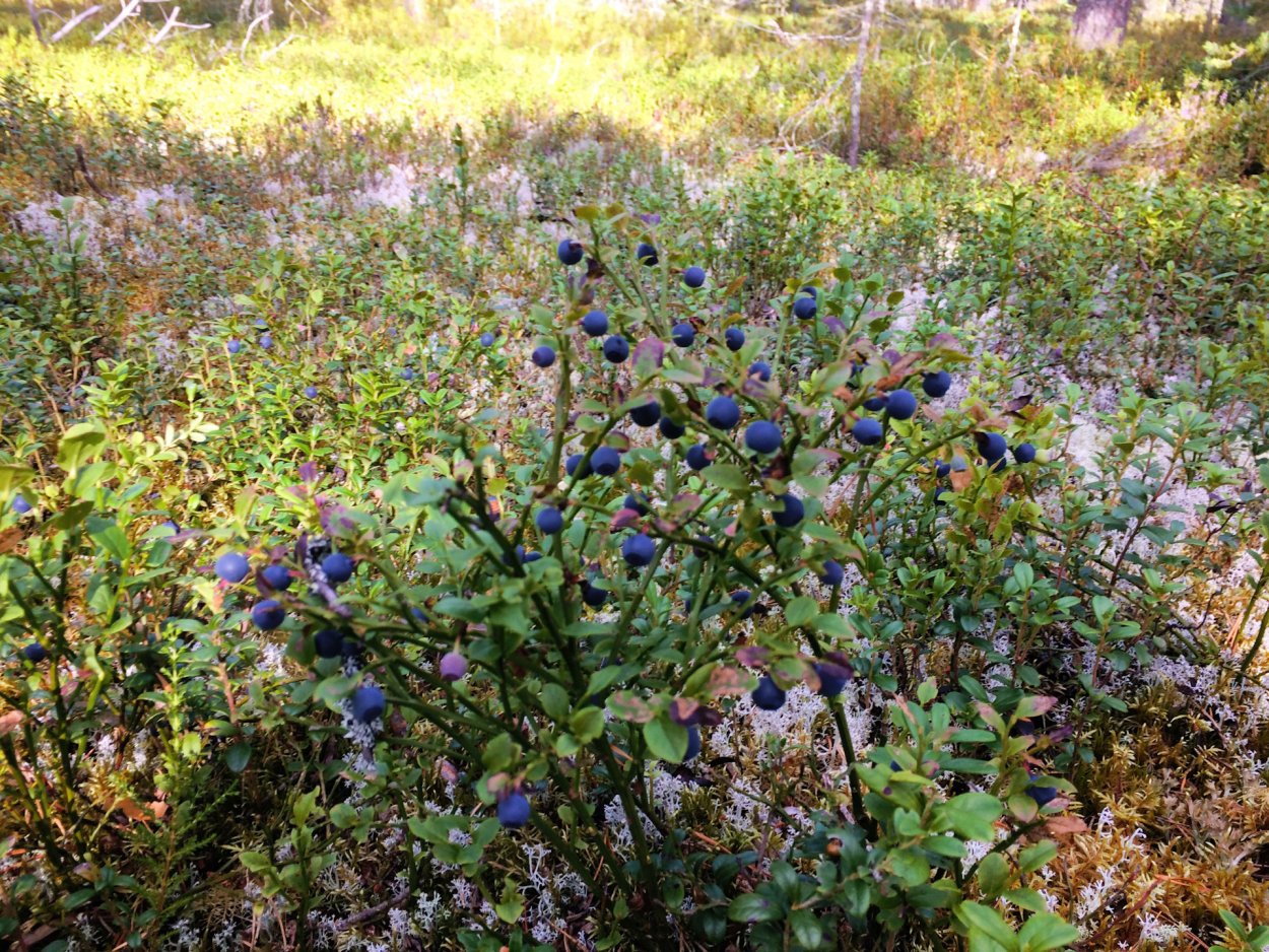 Кустарнички черника