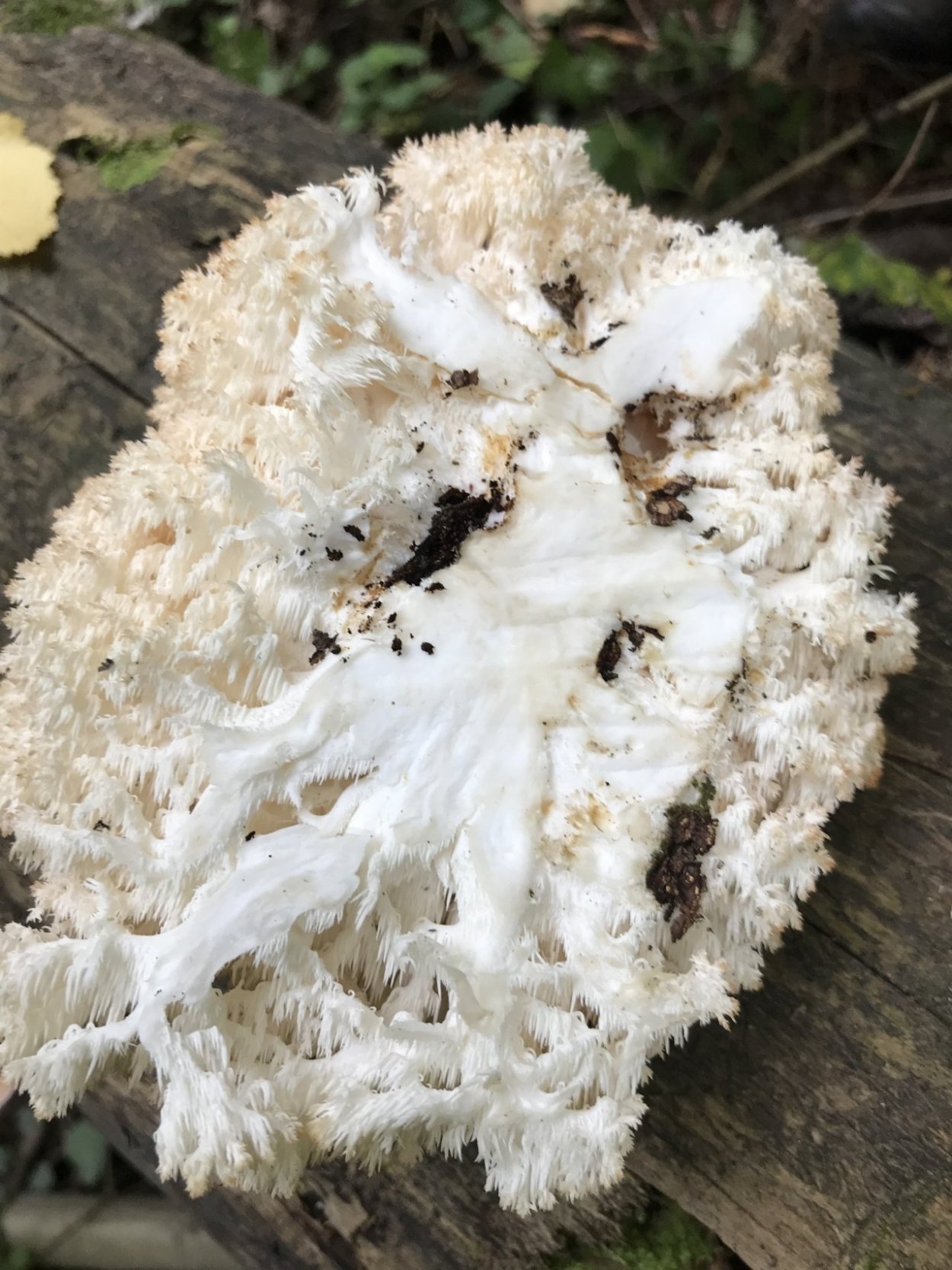 Ежовик кровоточащий / Hydnellum peckii