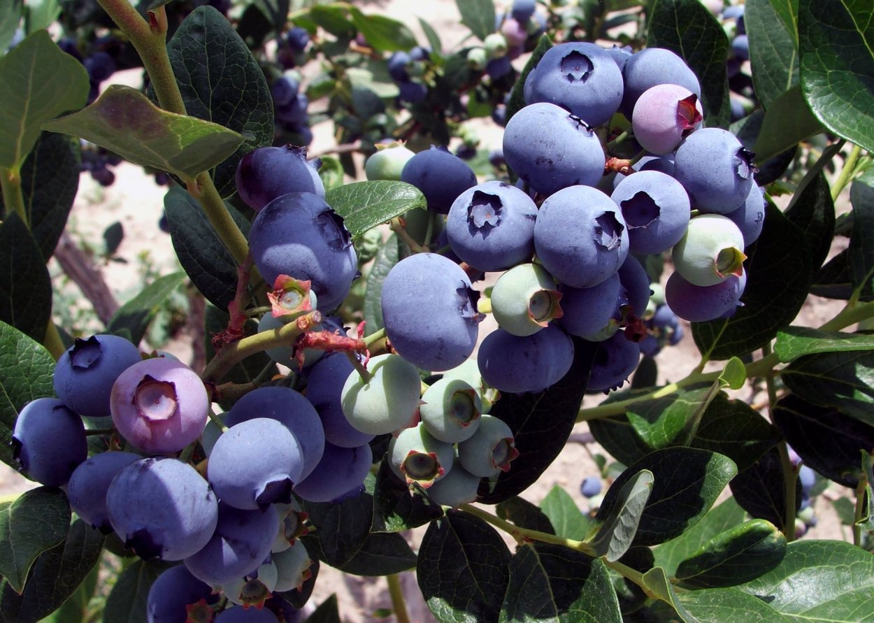 Голубика высокорослая Элизабет