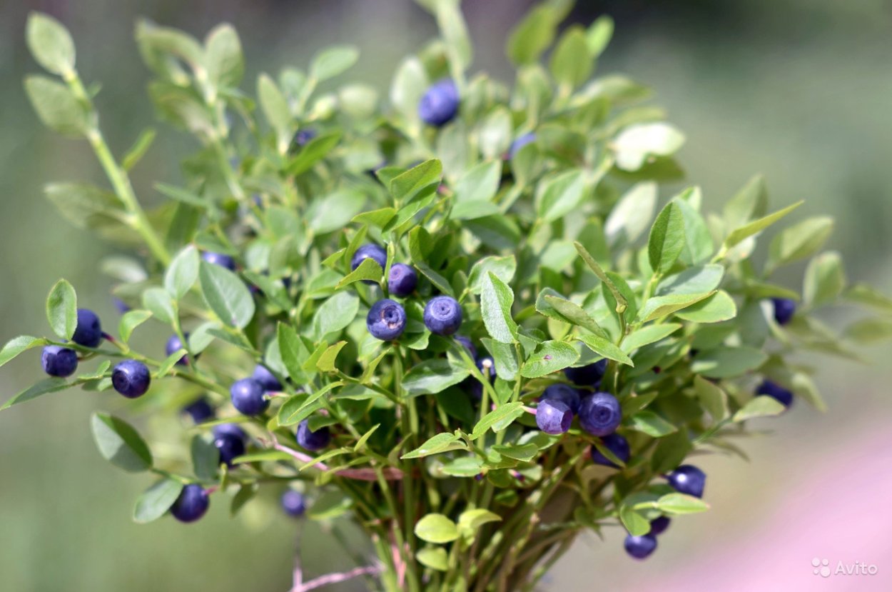 Черника Садовая