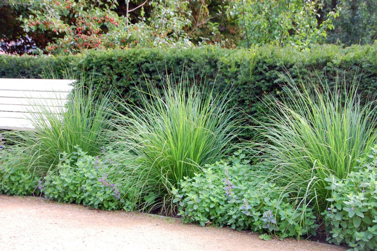 Мискантус и можжевельник